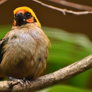 Flame-faced Tanager Tangara parzudakii