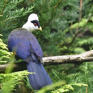 White-crested Turaco Tauraco leucolophus