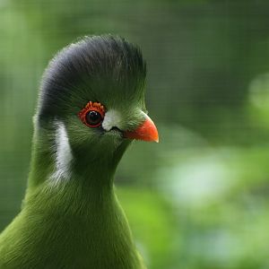 White-cheeked Turaco Tauraco leucotis