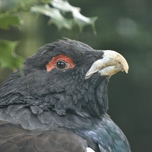 Western Capercaillie Tetrao urogallus