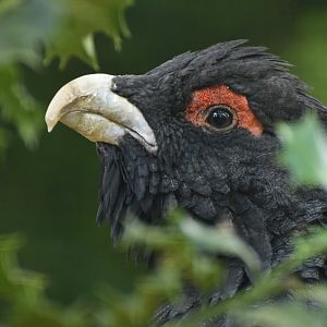 Western Capercaillie Tetrao urogallus