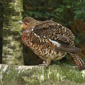 Western Capercaillie Tetrao urogallus