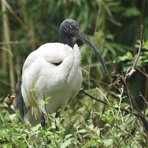 Madagascar Ibis Threskiornis bernieri