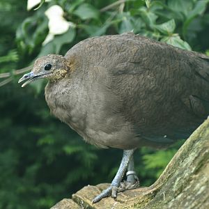 Solitary Tinamou Tinamus solitarius