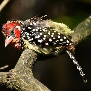 Red-and-yellow Barbet Trachyphonus erythrocephalus