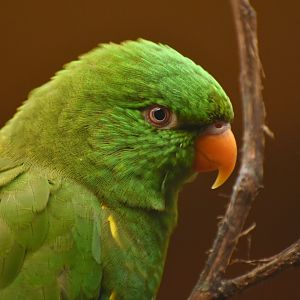 Scaly-breasted Lorikeet Trichoglossus chlorolepidotus
