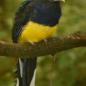 Green-backed Trogon Trogon viridis