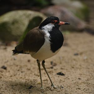 Red-wattled Lapwing Vanellus indicus