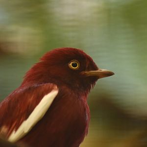 Pompadour Cotinga Xipholena punicea