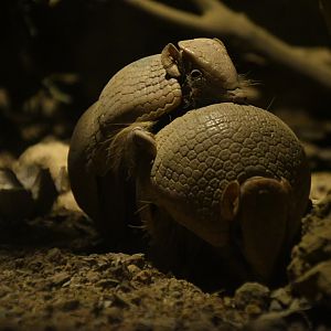 Southern three-banded armadillo