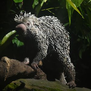 Brazilian porcupine