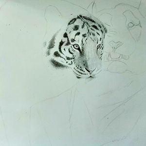 Siberian tigers in progress