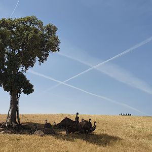 Emus at Safari Madrid, 19th May 2022