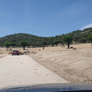 Deer, Sheep, Camel, Zebra and Cattle Reserve at Safari Madrid, 19th May 2022