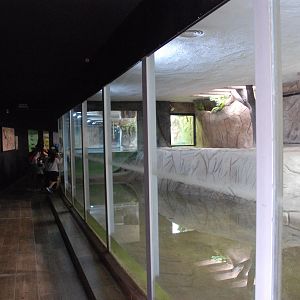 Crocodile House (Dwarf Crocodiles and Common Snapping Turtles) at Safari Madrid, 19th May 2022