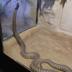 Black-headed Python at Safari Madrid, 19th May 2022