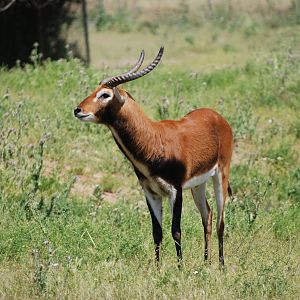 Black Lechwe at Safari Madrid, 19th May 2022