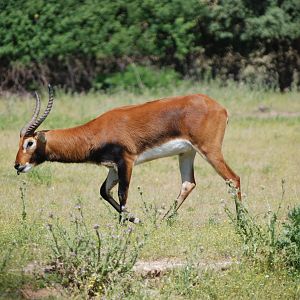 Black Lechwe at Safari Madrid, 19th May 2022