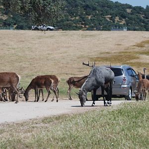 Deer, Emu, Ostrich, and Nilgai Reserve at Safari Madrid, 19th May 2022