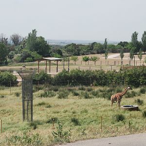 Giraffe Paddock at Safari Madrid, 19th May 2022