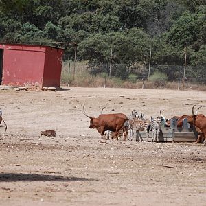 Deer, Sheep, Camel, Zebra and Cattle Reserve at Safari Madrid, 19th May 2022