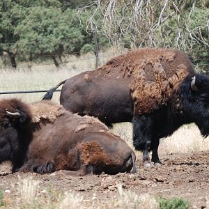 American Bison at Safari Madrid, 19th May 2022