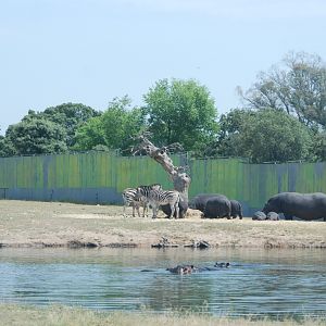 Hippo, Rhino, Zebra, Baboon and American Black Bear Reserve at Safari Madrid, 19th May 2022