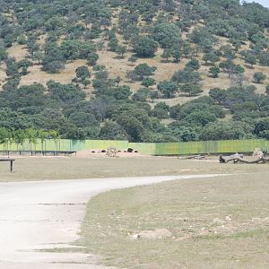 Hippo, Rhino, Zebra, Baboon and American Black Bear Reserve at Safari Madrid, 19th May 2022