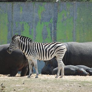 Plains Zebra and Common Hippopotamus at Safari Madrid, 19th May 2022