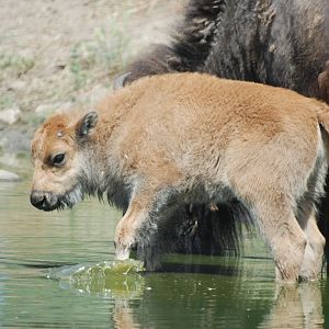 American Bison Calf at Safari Madrid, 19th May 2022
