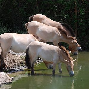Przewalski's Horses at Safari Madrid, 19th May 2022