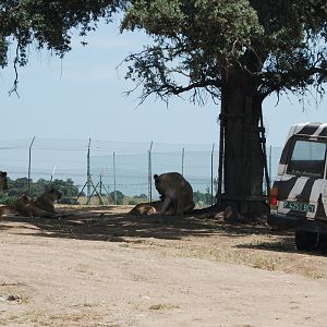 African Lions at Safari Madrid, 19th May 2022