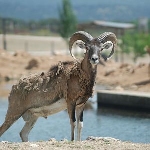 European Mouflon at Safari Madrid, 19th May 2022