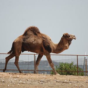 Dromedary at Safari Madrid, 19th May 2022
