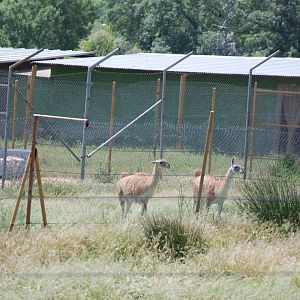 Guanaco in Side Paddock of Reserve at Safari Madrid, 19th May 2022