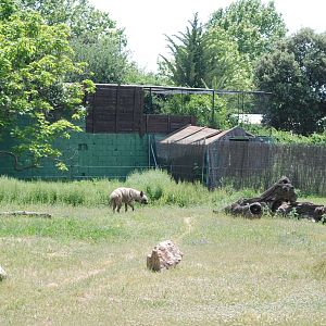 Striped Hyaena Enclosure at Safari Madrid, 19th May 2022