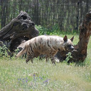 Striped Hyaena at Safari Madrid, 19th May 2022
