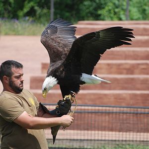 Bald Eagle at Safari Madrid, 19th May 2022