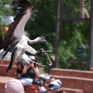 White-backed Vulture at Safari Madrid, 19th May 2022