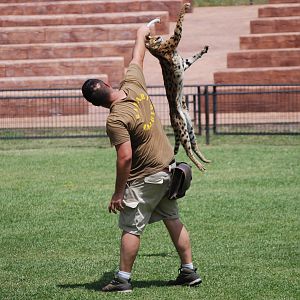 Serval - Bird of Prey Show at Safari Madrid, 19th May 2022