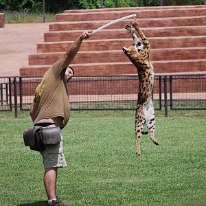 Serval - Bird of Prey Show at Safari Madrid, 19th May 2022