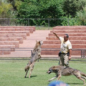 Iberian Wolves - Bird of Prey Show at Safari Madrid, 19th May 2022