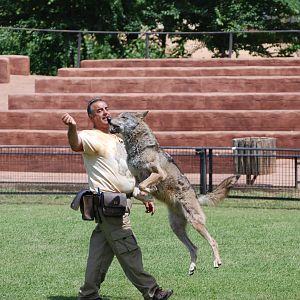 Iberian Wolves - Bird of Prey Show at Safari Madrid, 19th May 2022