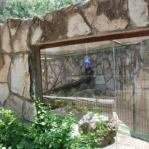 Brown Capuchin Enclosure at Safari Madrid, 19th May 2022