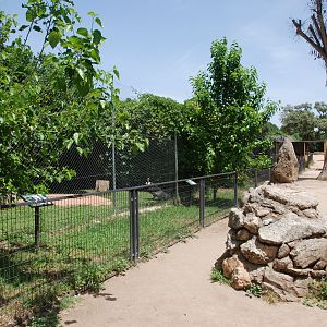 Andean Condor (checks notes...) Paddock at Safari Madrid, 19th May 2022