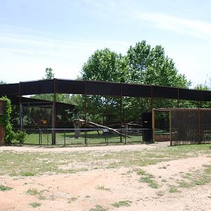 Jaguar Enclosure at Safari Madrid, 19th May 2022
