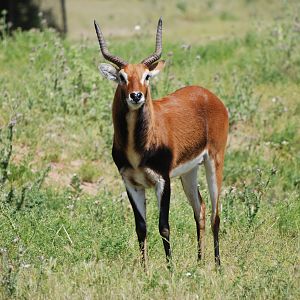 Black Lechwe at Safari Madrid, 19th May 2022