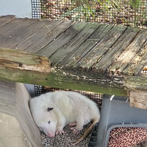 Sawgrass Nature Center (2022) - Virginia Opossum (leucistic)
