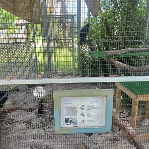 Sawgrass Nature Center (2022) - Turkey Vulture + enclosure