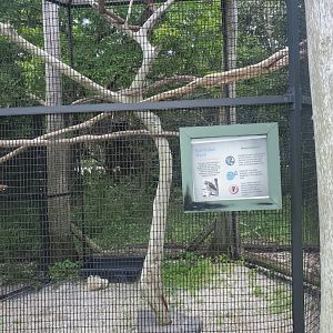 Sawgrass Nature Center (2022) - Red-tailed Hawk + enclosure